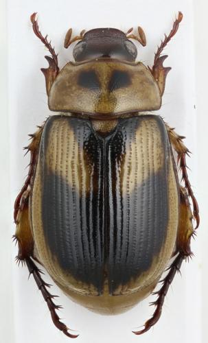 Anomala brevidens